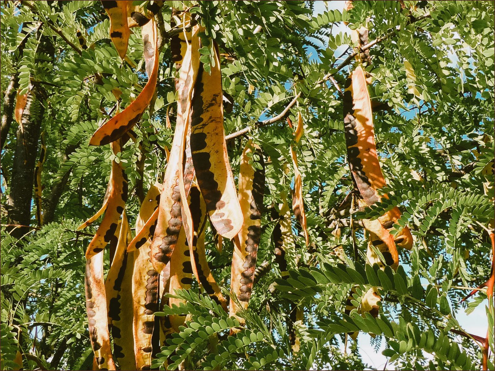 Honey locust seed pods hanging among sunlit foliage