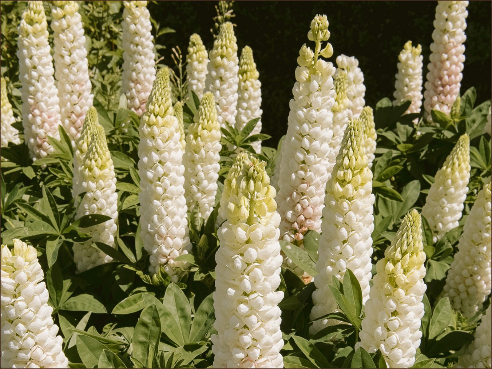 White lupine flower spikes in sunlight