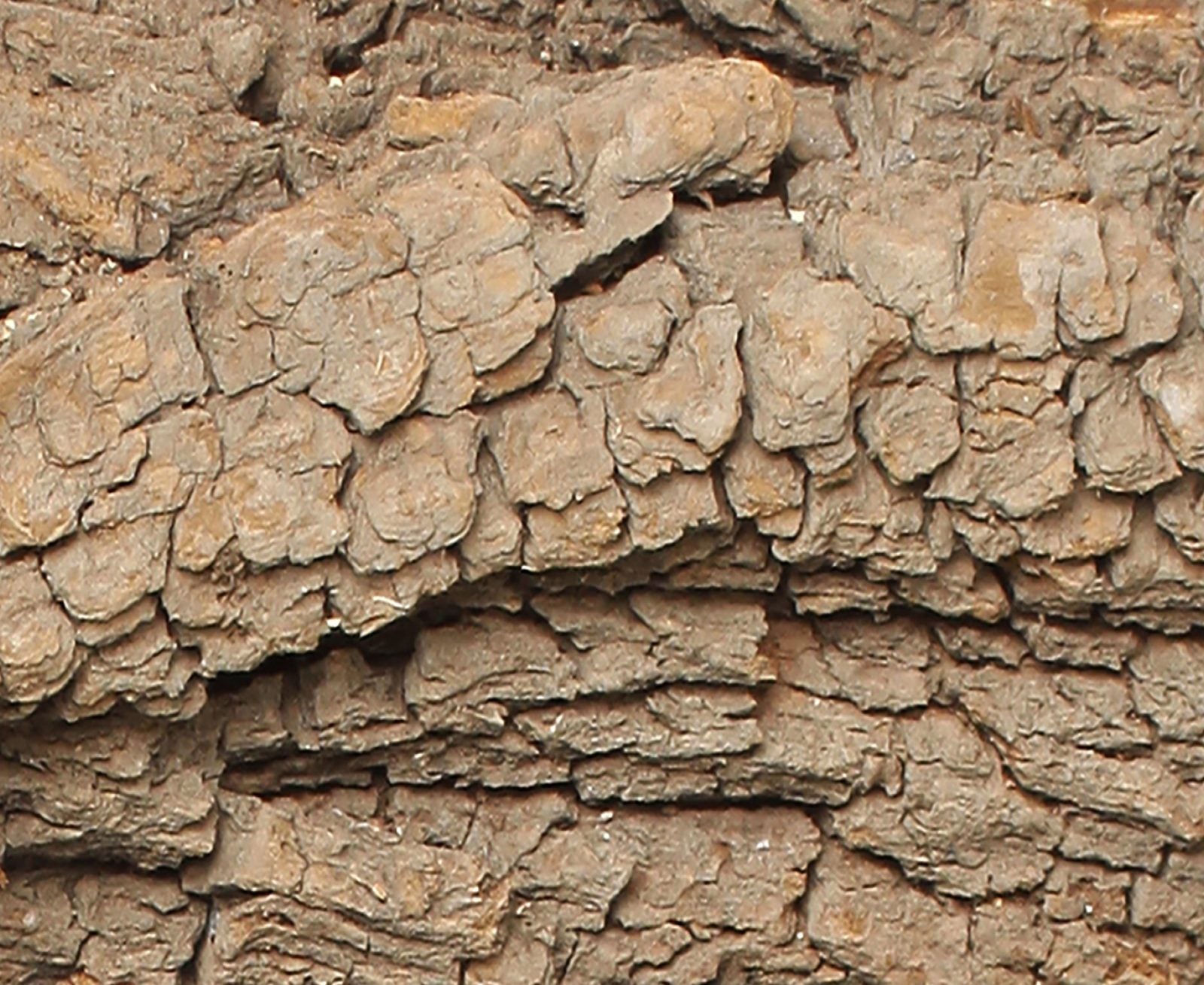 Willow bark close-up