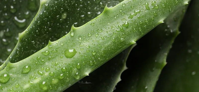 Aloe leaves with water droplets