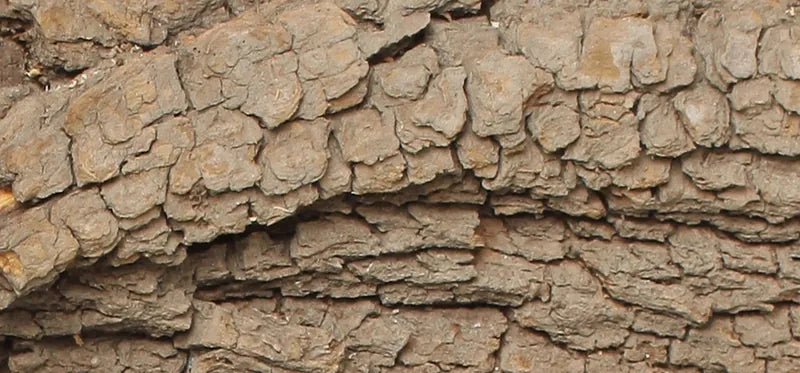Willow bark